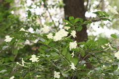 Brunfelsia americana